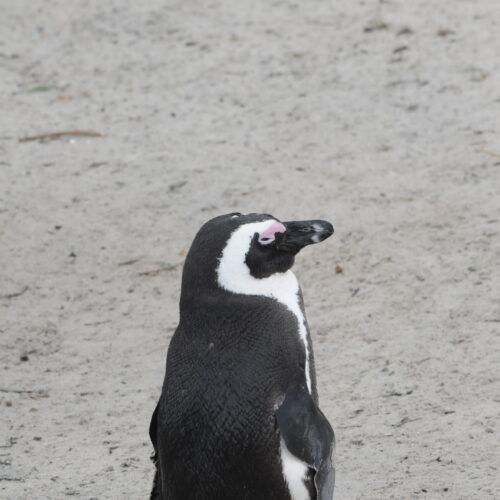 Jackass Penguin