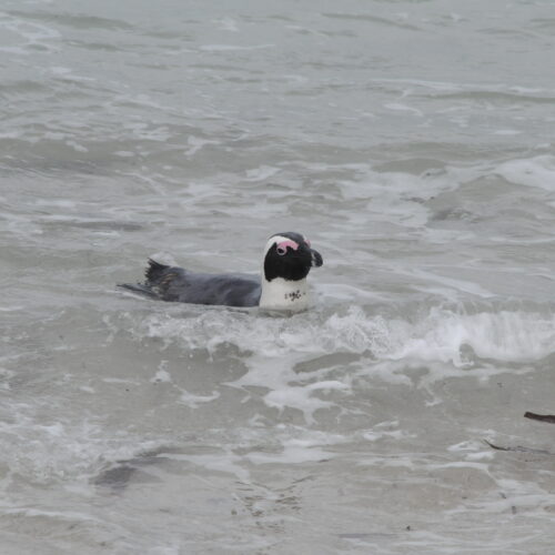 Jackass Penguin