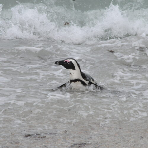 Jackass Penguin