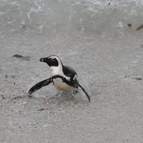 Jackass Penguin