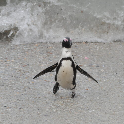 Jackass Penguin