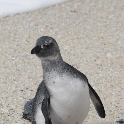 Jackass Penguin