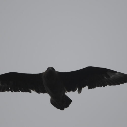 Subantarctic Skua