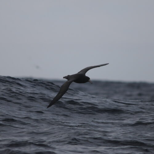 Southern Giant Petrel