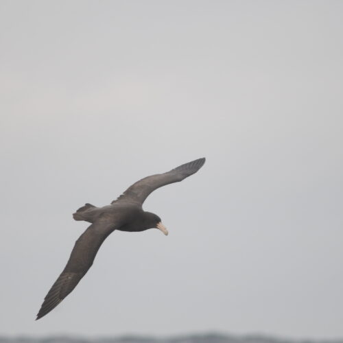 Southern Giant Petrel