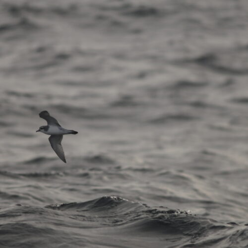 Antarctic Prion