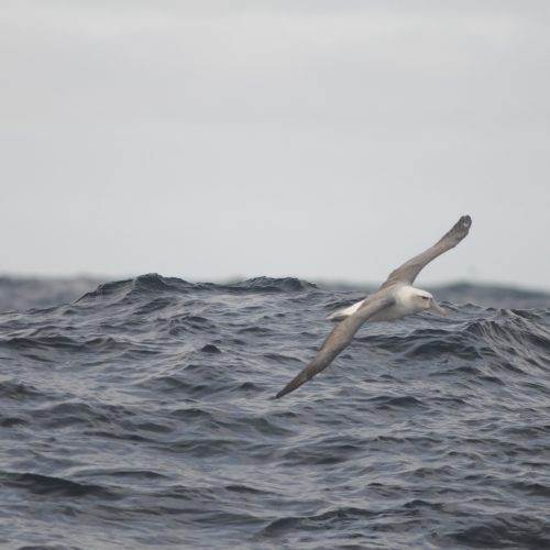 Shy Albatross