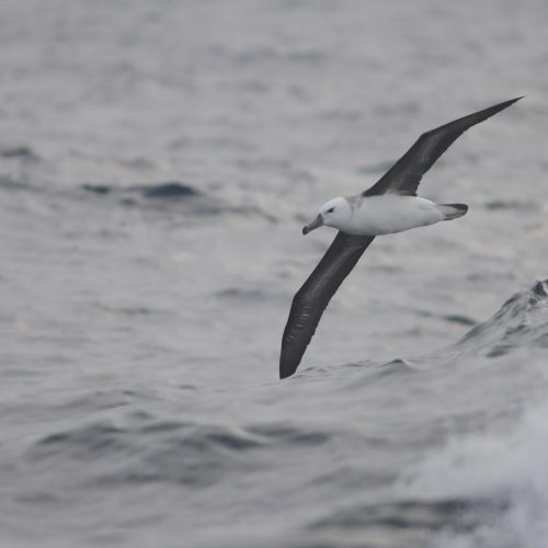 Black browed Albatross