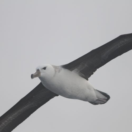 Black browed Albatross