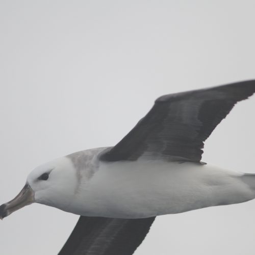 Black browed Albatross