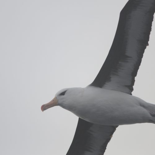 Black browed Albatross