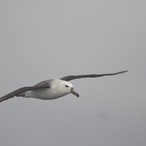 Black browed Albatross