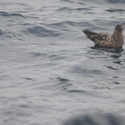 Subantarctic Skua