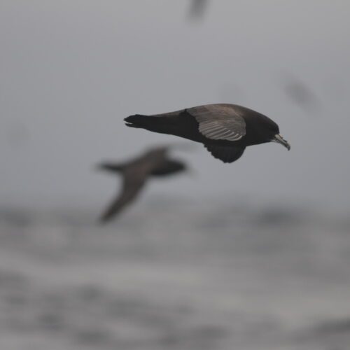 White chinned Petrel