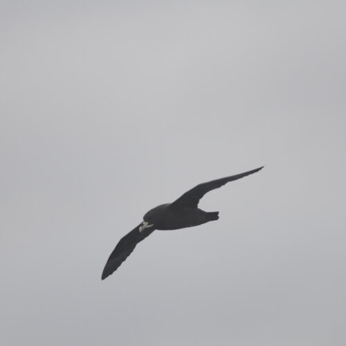 White chinned Petrel