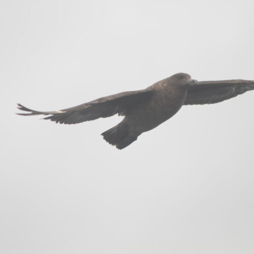 Subantarctic Skua