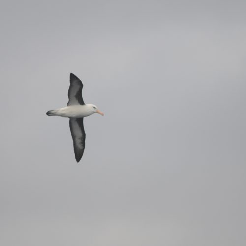 Black browed Albatross