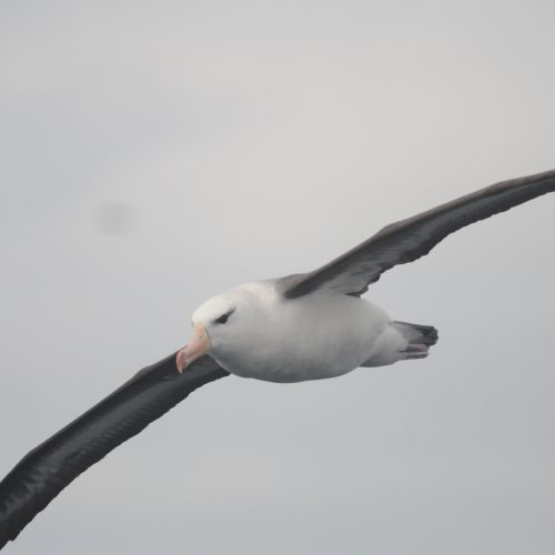 Black browed Albatross