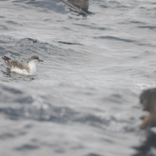 Great Shearwater