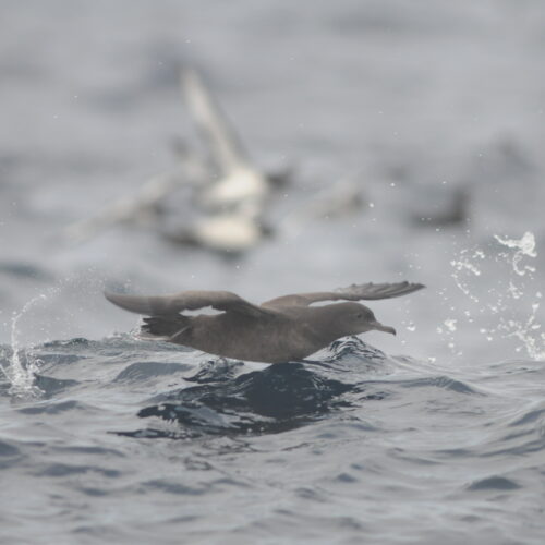 Sooty Shearwater