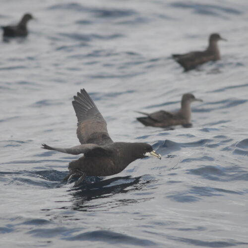 White chinned Petrel