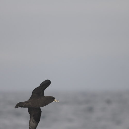 White chinned Petrel