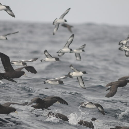 Cape Petrel