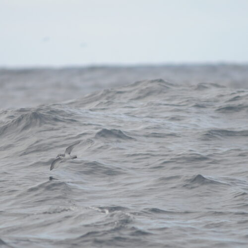 Antarctic Prion