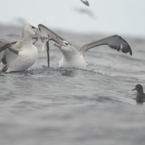 Shy Albatross