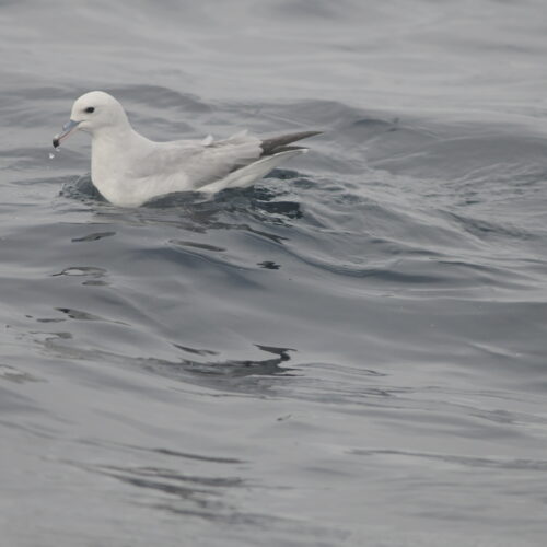 Southern Fulmar