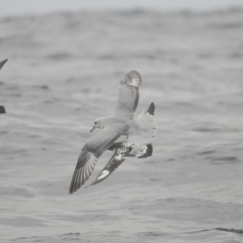 Southern Fulmar