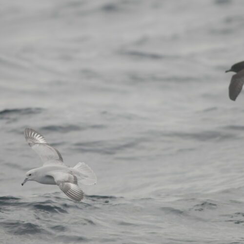 Southern Fulmar