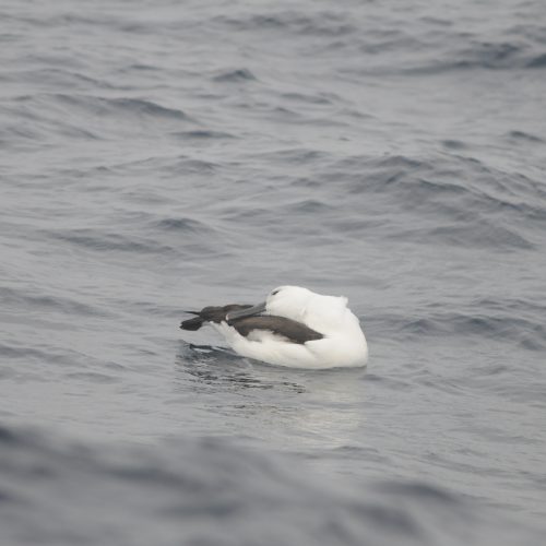 Indian Yellow nosed Albatross