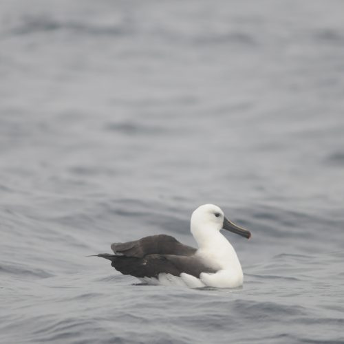 Indian Yellow nosed Albatross