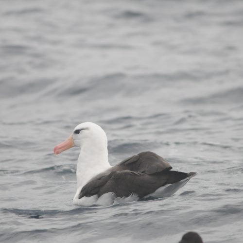 Black browed Albatross