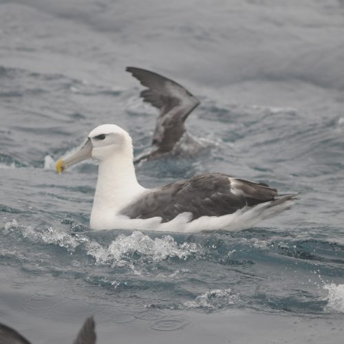 Shy Albatross