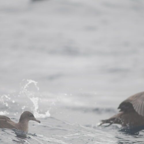 Sooty Shearwater