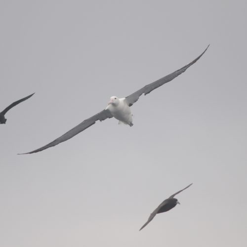 Northern Royal Albatross