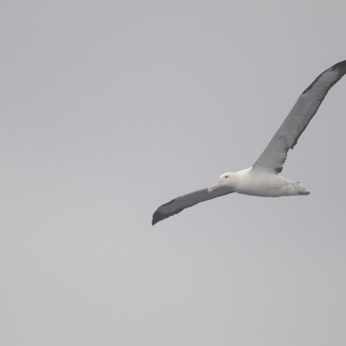 Northern Royal Albatross