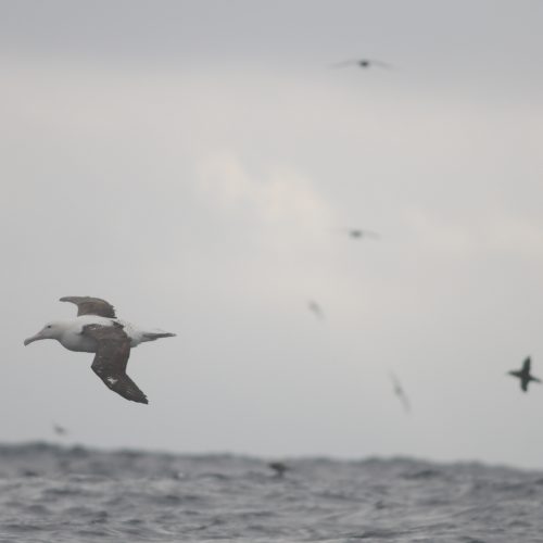 Northern Royal Albatross