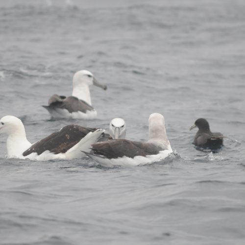 Northern Royal Albatross