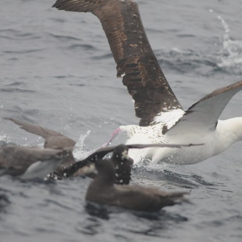 Northern Royal Albatross