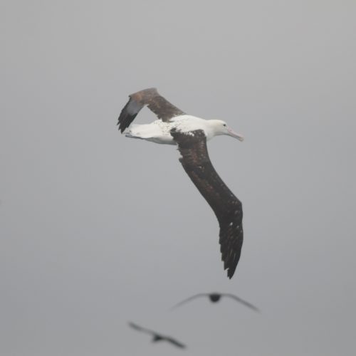 Northern Royal Albatross