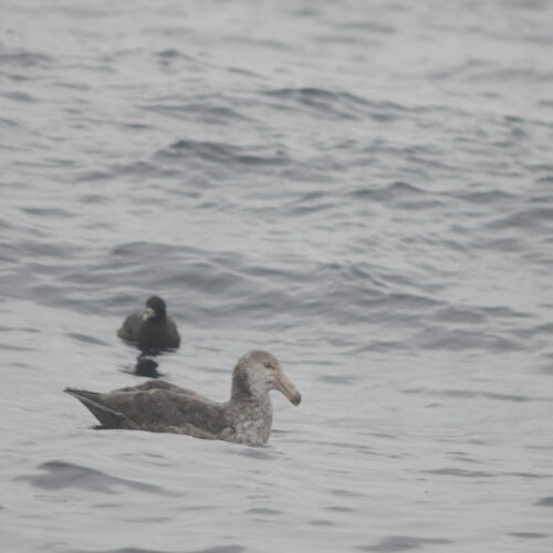 Northern Giant Petrel