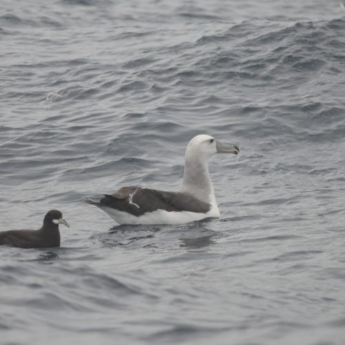 Shy Albatross