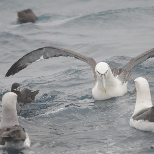 Shy Albatross