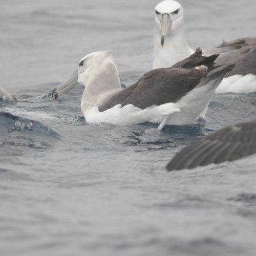 Shy Albatross