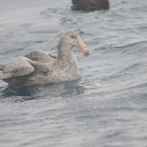 Northern Giant Petrel