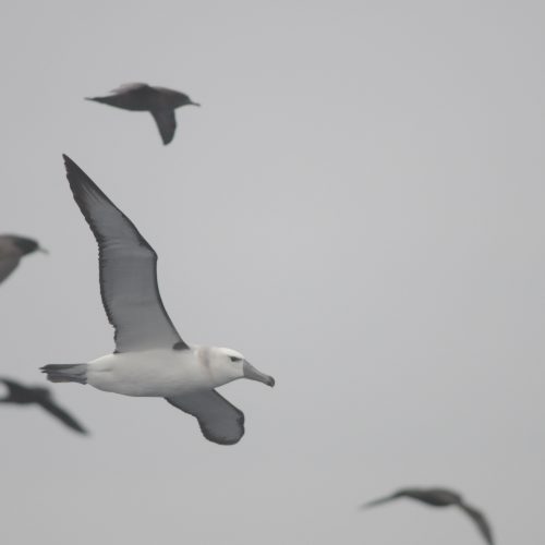 Shy Albatross