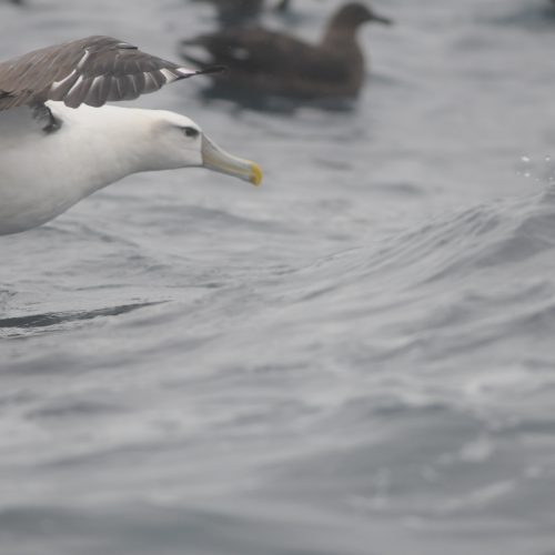 Shy Albatross